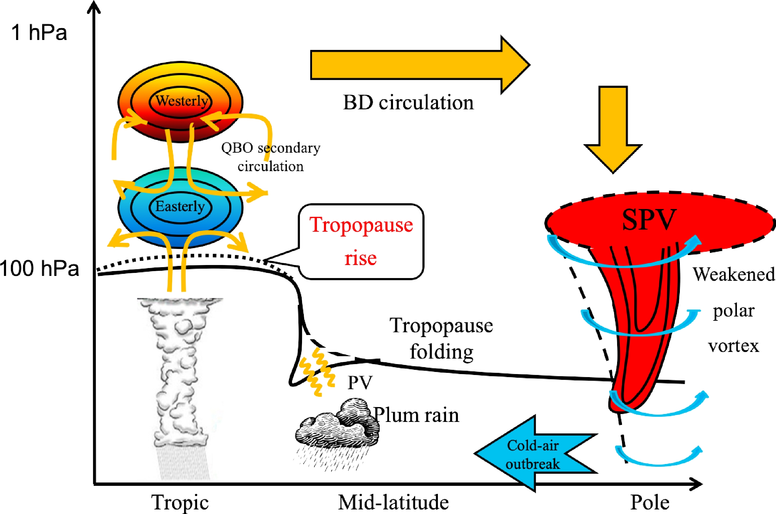 Role of Stratospheric Processes in Climate Change: Advances